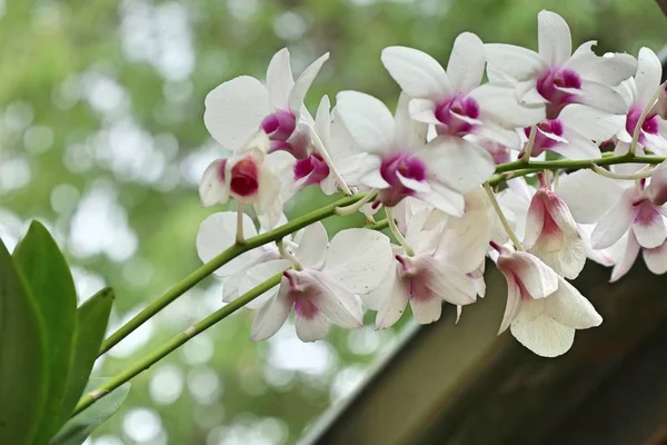 doğanın beyaz orkide