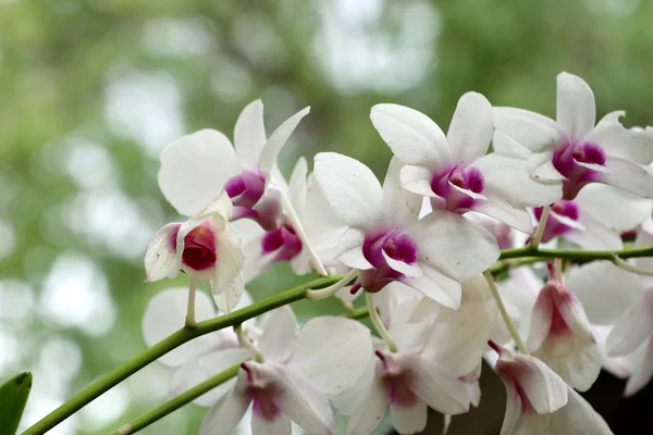 Белые орхидеи в природе — стоковое фото