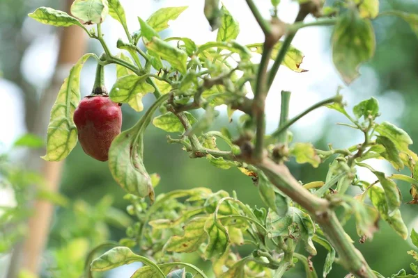 Pimientos de Brasil sobre la naturaleza — Foto de Stock