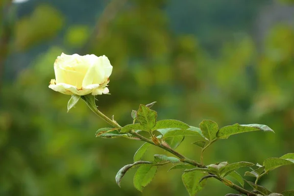 Vita rosor i naturen — Stockfoto