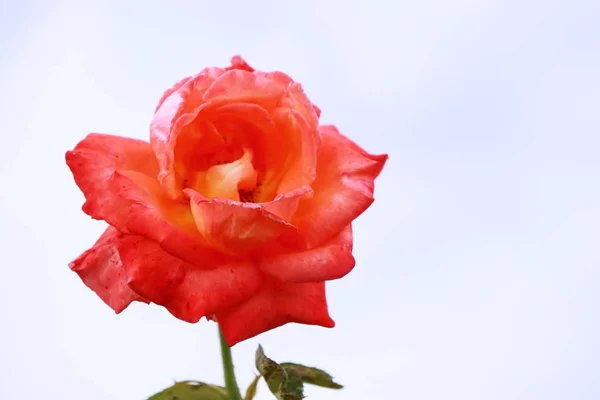 Rosas rosadas en la naturaleza — Foto de Stock