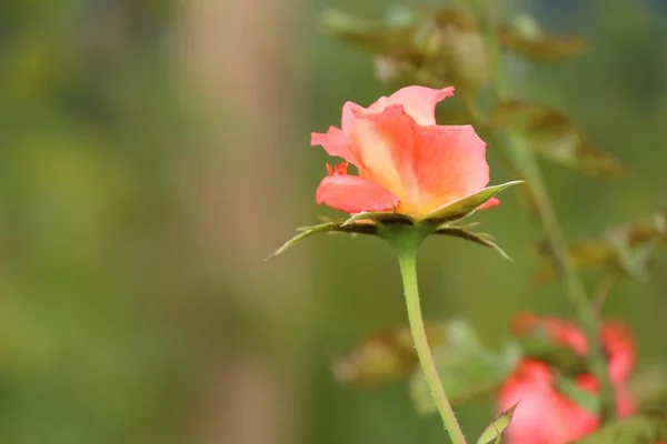 自然にピンクのバラ — ストック写真
