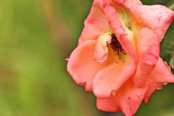 Rose rosa sulla natura — Foto Stock