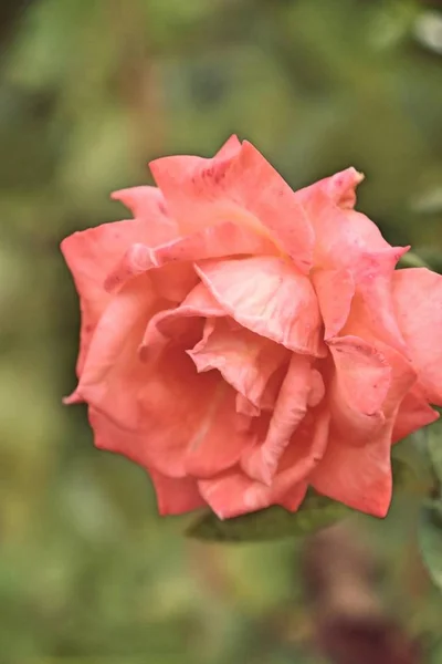 Ροζ τριαντάφυλλα στη φύση — Φωτογραφία Αρχείου