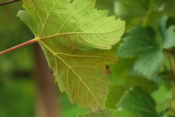 Hojas de uva en la naturaleza — Foto de Stock