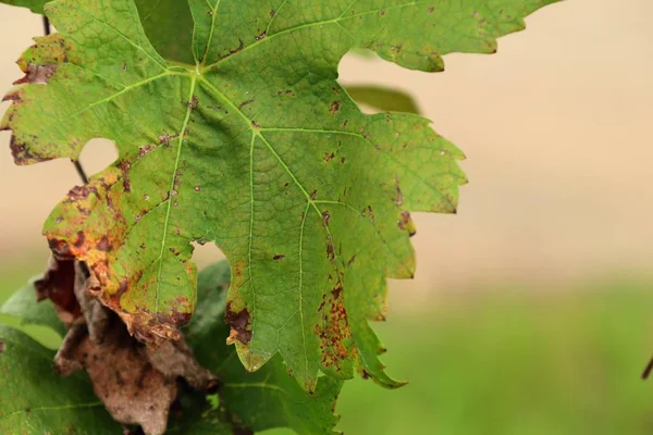 Grape leaves on nature — Stock Photo, Image