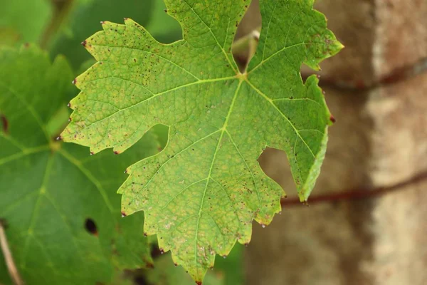 Hojas de uva en la naturaleza —  Fotos de Stock