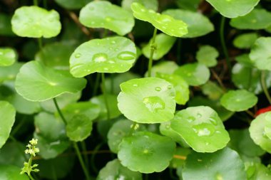 Su damlası ile Asya yaprak