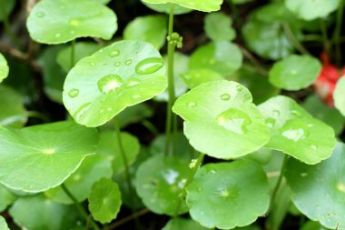 Su damlası ile Asya yaprak