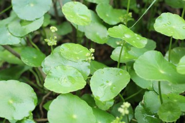 Su damlası ile Asya yaprak