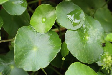 Su damlası ile Asya yaprak