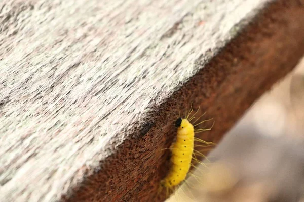 Yellow caterpillar in nature — Stock Photo, Image