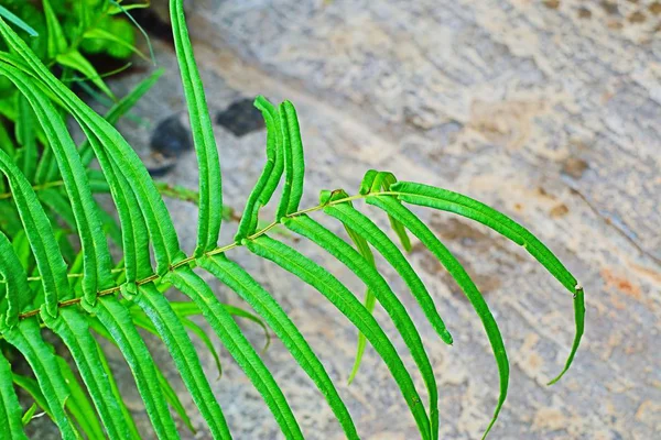 Helecho verde en la naturaleza —  Fotos de Stock