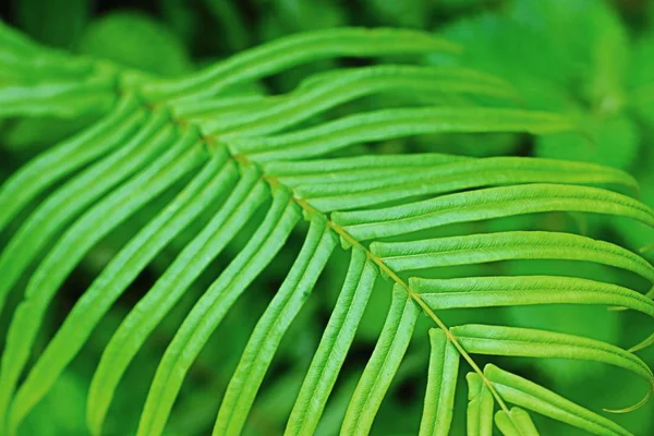 Samambaia verde na natureza — Fotografia de Stock