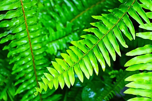 Green fern in nature — Stock Photo, Image