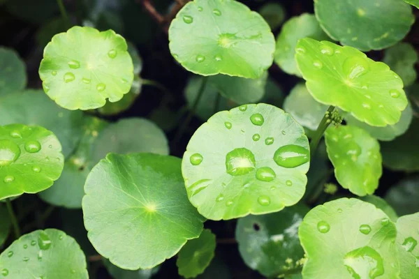 Hoja asiática con gota de agua — Foto de Stock