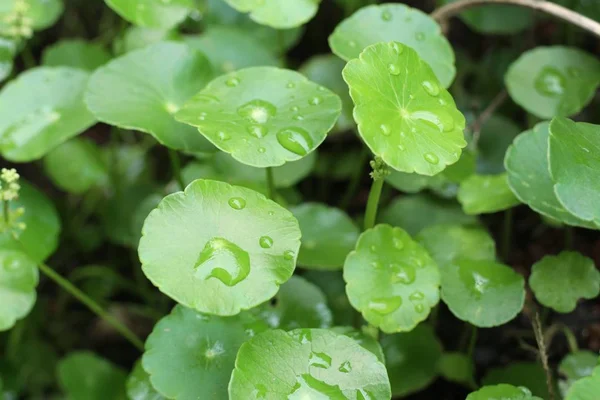 아시아 잎 물 드롭 — 스톡 사진