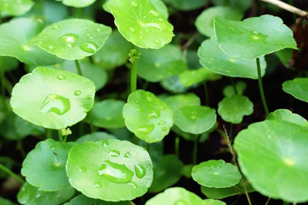 Su damlası ile Asya yaprak