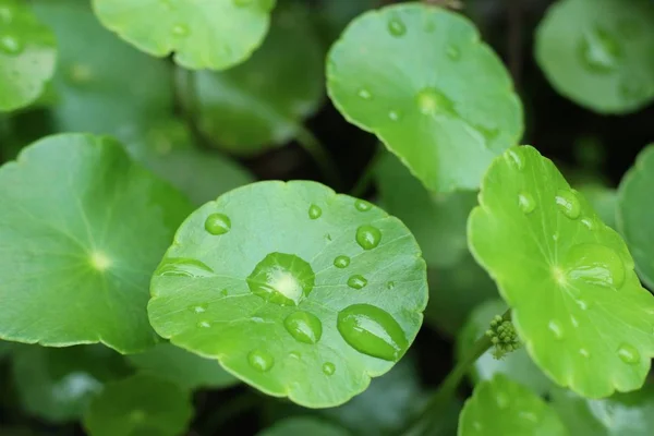 Asiatic leaf with water drop — Stock Photo, Image