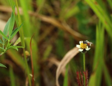 doğa alanında papatya