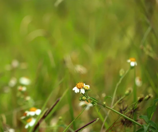 Daisy veld in de natuur — Stockfoto