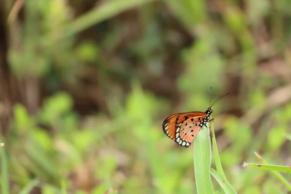 Бабочка в природе — стоковое фото