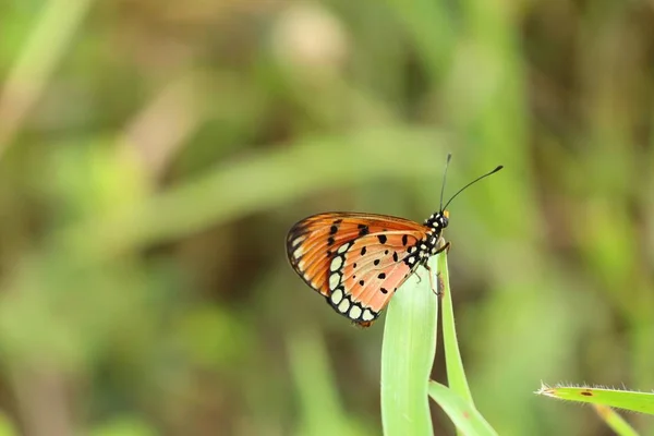 Borboleta na natureza — Fotografia de Stock