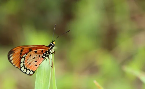 Butterfly in the nature — Stock Photo, Image