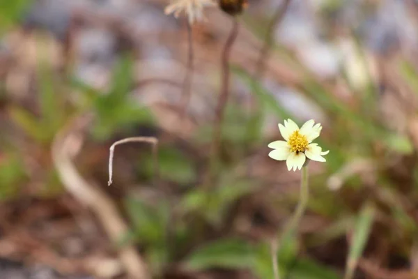 Daisy fältet i naturen — Stockfoto