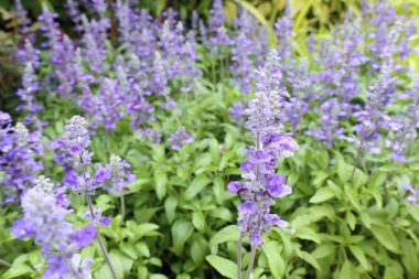 ateş çiçeği çiçek doğada