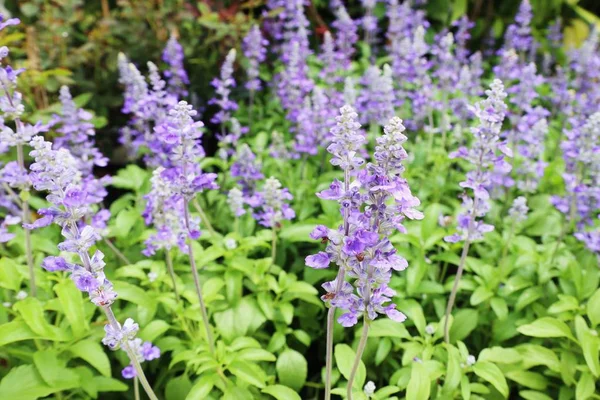 Salvia fiore in natura — Foto Stock