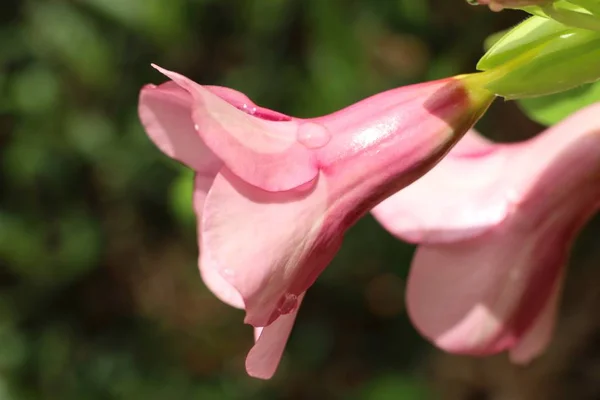 Fleurs roses dans la nature — Photo