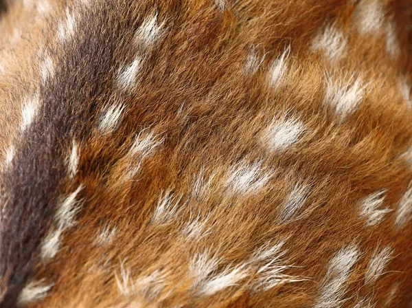 Arka plan doku geyik yıldız — Stok fotoğraf