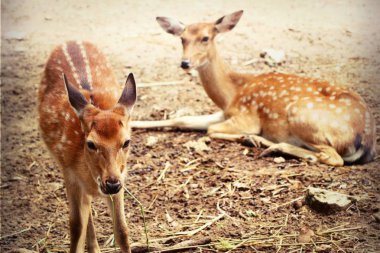 Geyik yıldız Hayvanat Bahçesi