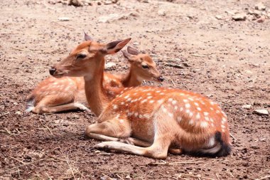 Geyik yıldız Hayvanat Bahçesi