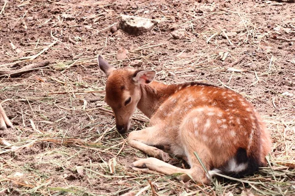 Estrela de veado no zoológico — Fotografia de Stock