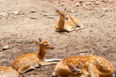 Geyik yıldız Hayvanat Bahçesi