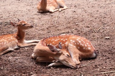 Geyik yıldız Hayvanat Bahçesi
