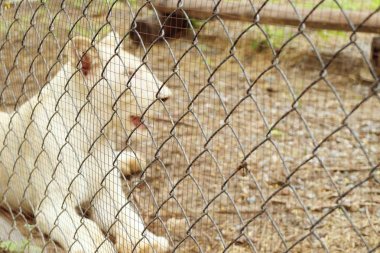 Hayvanat Bahçesi Beyaz Aslan