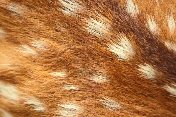 Jeleń star tekstura tło — Zdjęcie stockowe