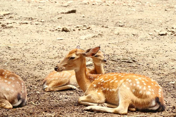 Estrela de veado no zoológico — Fotografia de Stock