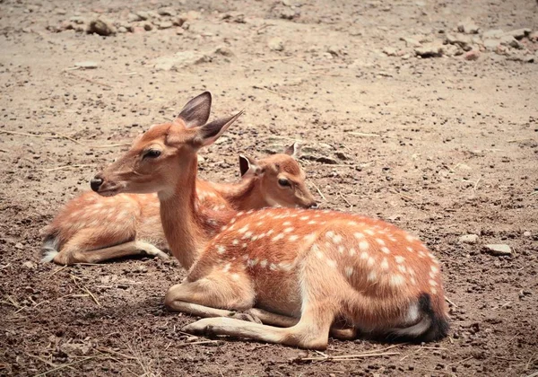 Geyik yıldız Hayvanat Bahçesi