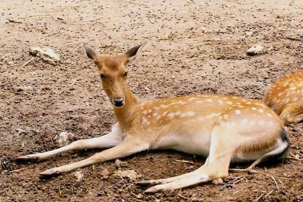 Hvězda jelena v zoo — Stock fotografie