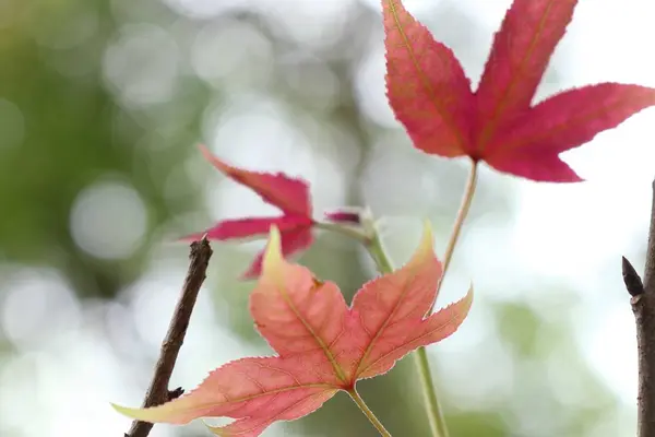 Ahornblätter in der Natur — Stockfoto