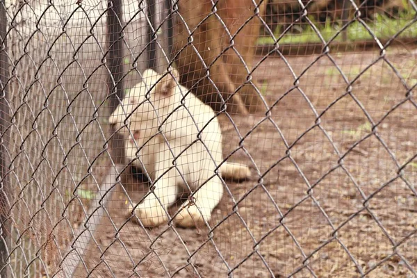 Bílý Lev v zoo — Stock fotografie