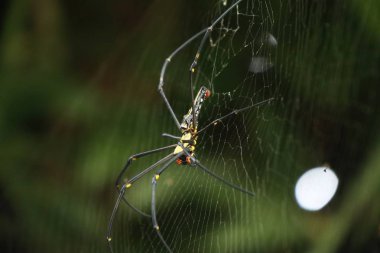 örümcek ağları doğada