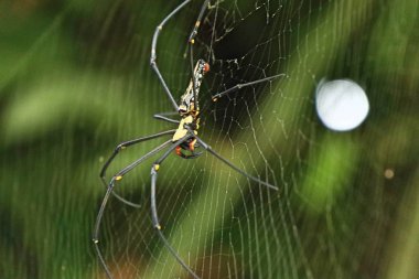 örümcek ağları doğada
