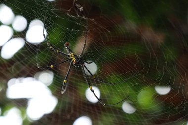 örümcek ağları doğada