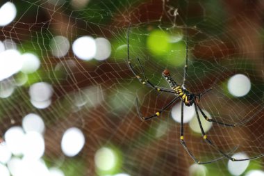 örümcek ağları doğada
