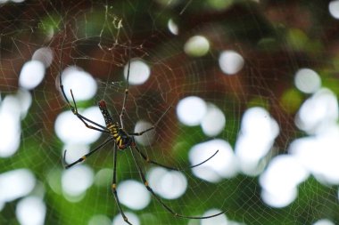 örümcek ağları doğada